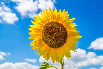 Yellow sunflower flower in the open air. Sunflower against the background of a blue sky with clouds.