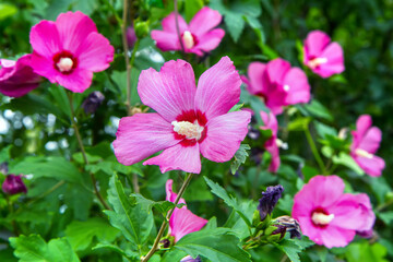 A flowering hibiscus bush with bright pink flowers. A lush perennial ornamental plant.