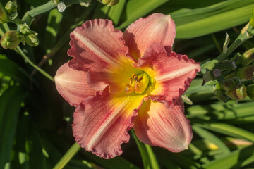 Close-up of a single pink and yellow daylily flower against a background of green foliage.