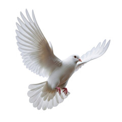 Fototapeta premium A majestic white dove in perfect mid-flight, wings fully extended, pristine feathers, sharp focused eyes, isolated against a pure seamless stark white background, ultra-realistic UHD photo, concept