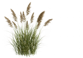Tall green grass with feathery seed heads isolated on transparent background