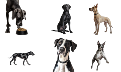 Set of great dane front view isolated on transparent background