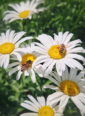 Close-up two honey bees actively pollinating vibrant white Shasta daisies with bright yellow centers. Busy and diligent insects amidst blooming chamomile flowers