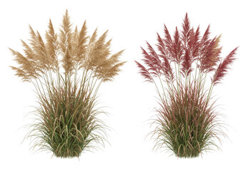 Two ornamental pampas grass plants isolated on transparent background