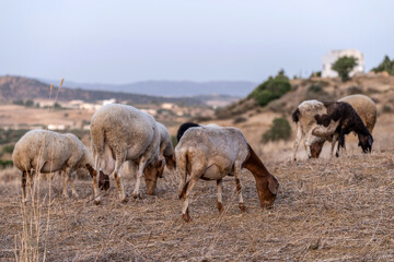 Troupeau de moutons en train de paitre 