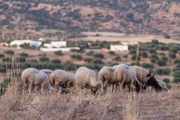 Fototapeta premium Troupeau de moutons en train de paitre 