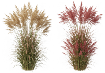 Two pampas grass plants, one beige and one red, isolated on transparent background