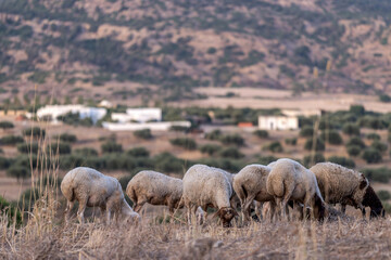 Fototapeta premium Troupeau de moutons en train de paitre 