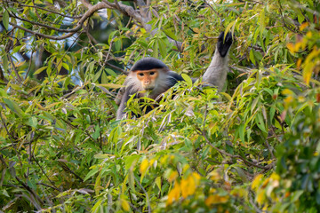 Red-shanked Douc Langur - Pygathrix nemaeus, beautiful unique colored primate endemic to tropical forests of Southeast Asia, Son Tra, Vietnam.