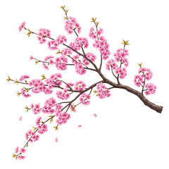 Fototapeta premium realistic cherry blossom branch with delicate pink flowers, spring floral element, high detail botanical illustration isolated on transparent background PNG