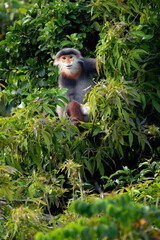 Red-shanked Douc Langur - Pygathrix nemaeus, beautiful unique colored primate endemic to tropical forests of Southeast Asia, Son Tra, Vietnam.