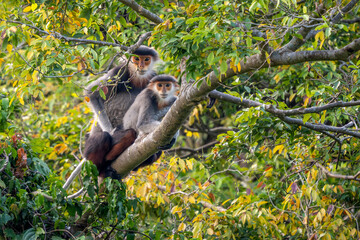 Red-shanked Douc Langur - Pygathrix nemaeus, beautiful unique colored primate endemic to tropical forests of Southeast Asia, Son Tra, Vietnam.