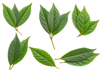 Assorted green leaves isolated on white background for botanical and science study closeup view