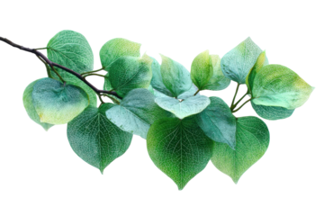 Branch of Greenery Nature s Delicate Veins Heart Shaped Leaves Botanical Art Still Life Photography