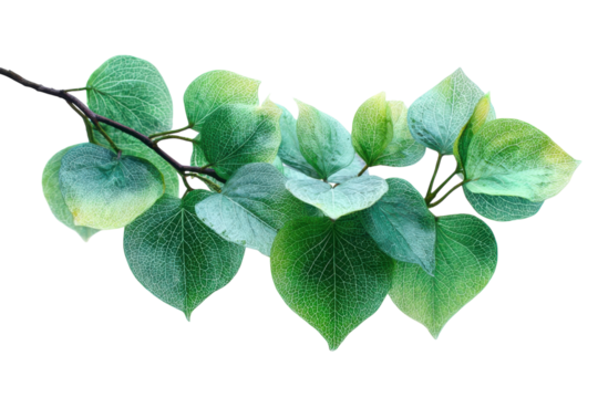 Branch of Greenery Nature s Delicate Veins Heart Shaped Leaves Botanical Art Still Life Photography