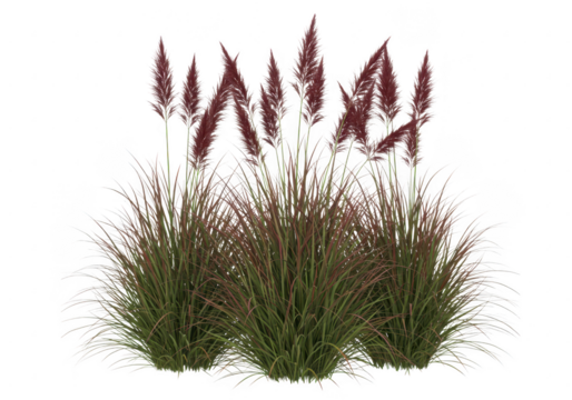 Group of ornamental grasses with red feathery plumes isolated on transparent background - Powered by Adobe