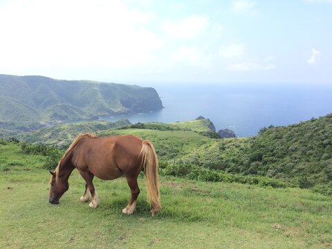 隠岐の島 馬 摩天崖-oki  / island  / shimane  /  horse  / Matengai Cliff-