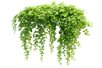 Lush Hanging Plant Cascade bright green tropical Foliage vibrant garden Freshness nature beauty