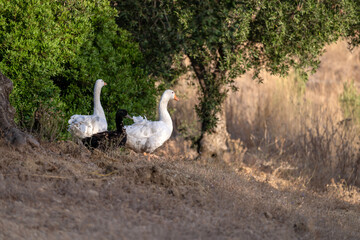 Deux oies blanches et deux oies noires dans un jardin