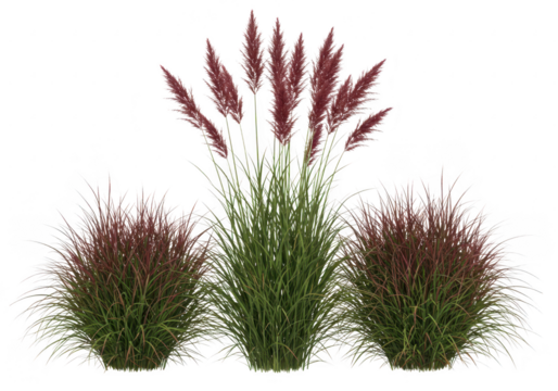 Ornamental grass with red plumes and two bushy grass clumps isolated on transparent background