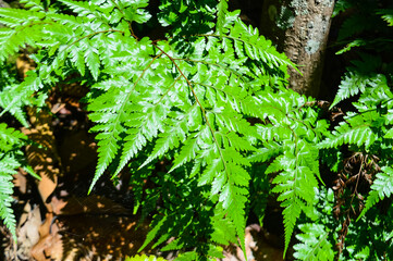 Green fern in the forest on rainy season