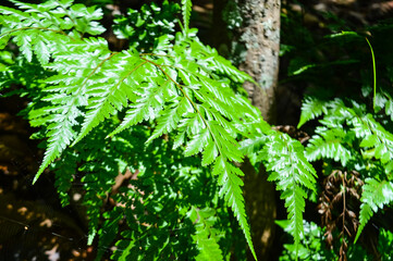Green fern in the forest on rainy season