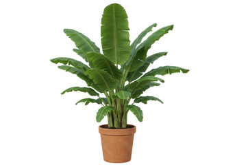 Lush green potted plant with large leaves, set against a neutral background