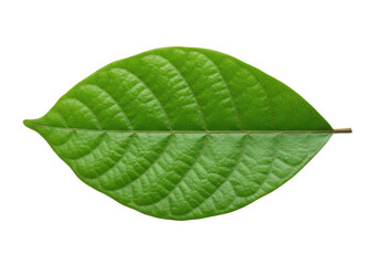 Fototapeta premium Close-up of vibrant green leaf with detailed vein patterns, isolated on white background