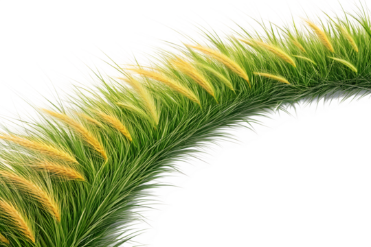 Curved Wild Grass Edge Png Transparent Background