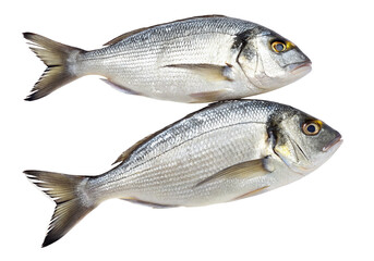 Obraz premium Fresh dorado fish pair isolated on black background for seafood market or culinary presentation