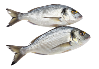 Fresh dorado fish pair isolated on black background for seafood market or culinary presentation