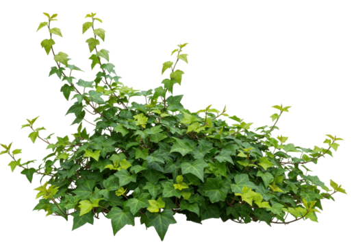 Lush green ivy plant thriving in a garden setting, surrounded by vibrant foliage