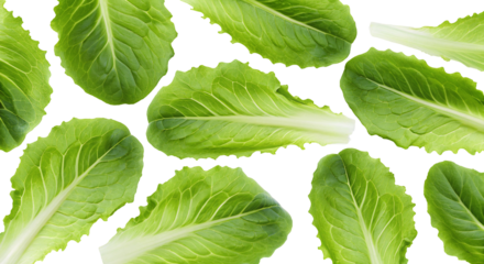 Fresh green lettuce leaves isolated on white background for healthy salads and culinary usage