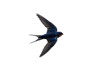 A swift bird gracefully flying against a clear sky, showcasing its vibrant plumage