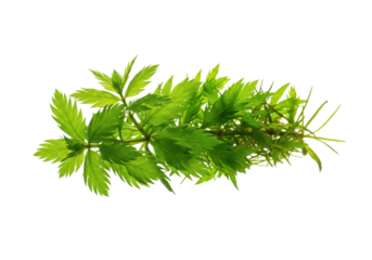 Lush green aquatic plant floating gracefully in clear water, surrounded by vibrant nature