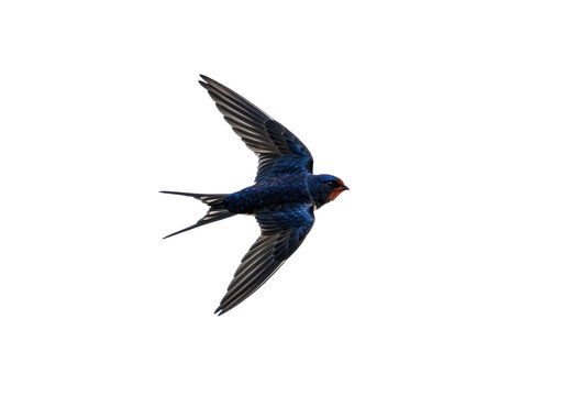 A swift bird gracefully flying against a clear sky, showcasing its vibrant plumage