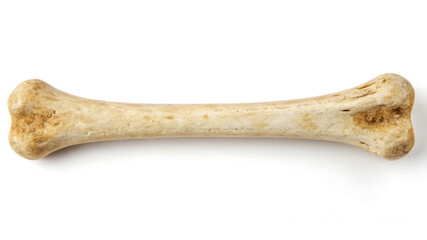 Single animal bone isolated on white background skeleton