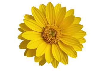 Bright yellow flower in full bloom, showcasing vibrant petals against a clear background