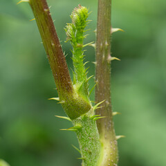 ８月の万葉の杜
