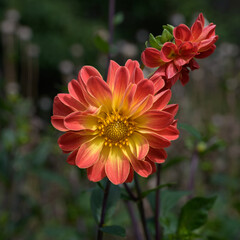 Garden dahlia bloom