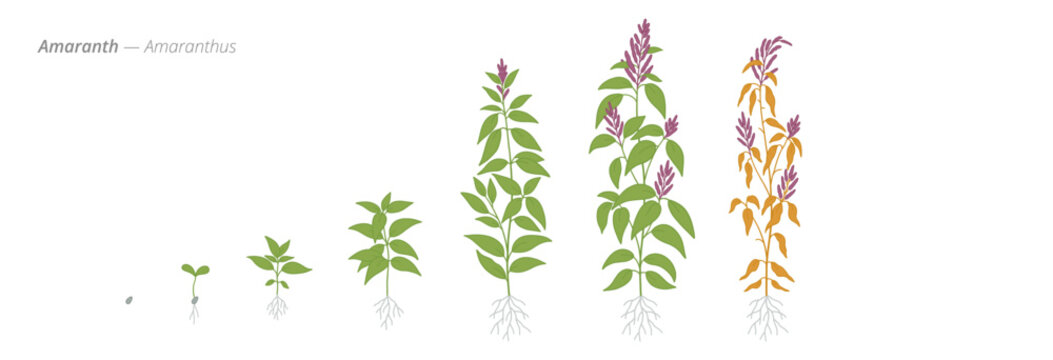 Amaranth plant growth stages from seed to harvest