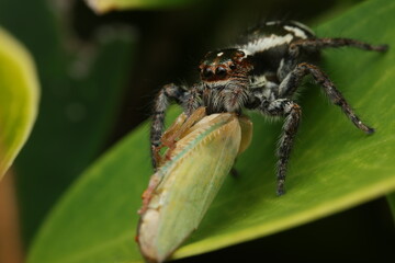 jumping spider, this image captures the spider engaging in predatory behavior, catching a small...