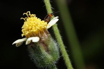 This image shows a small leaf beetle from the family Chrysomelidae perched on a flower of Tridax...