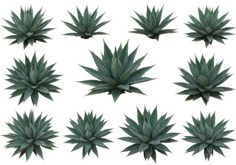 Group of vibrant agave plants arranged artistically against a transparent background