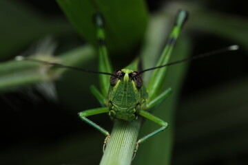 Speckled Bush-Cricket, belongs to the Tettigoniidae family and is classified under the genus...