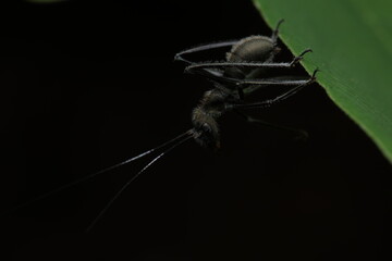 A Polyrhachis dives ant, also known as the spiny ant, resting on a green leaf. This species is...