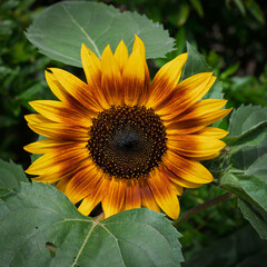 Common sunflower bloom