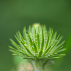 ８月の万葉の杜