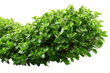 Naklejka premium Realistic green leafy shrub clipart, lush hedge foliage PNG, natural garden plant texture for landscaping design isolated on Transparent Background