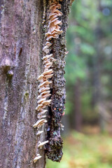Fungus on an old tree trunk in a woodland
